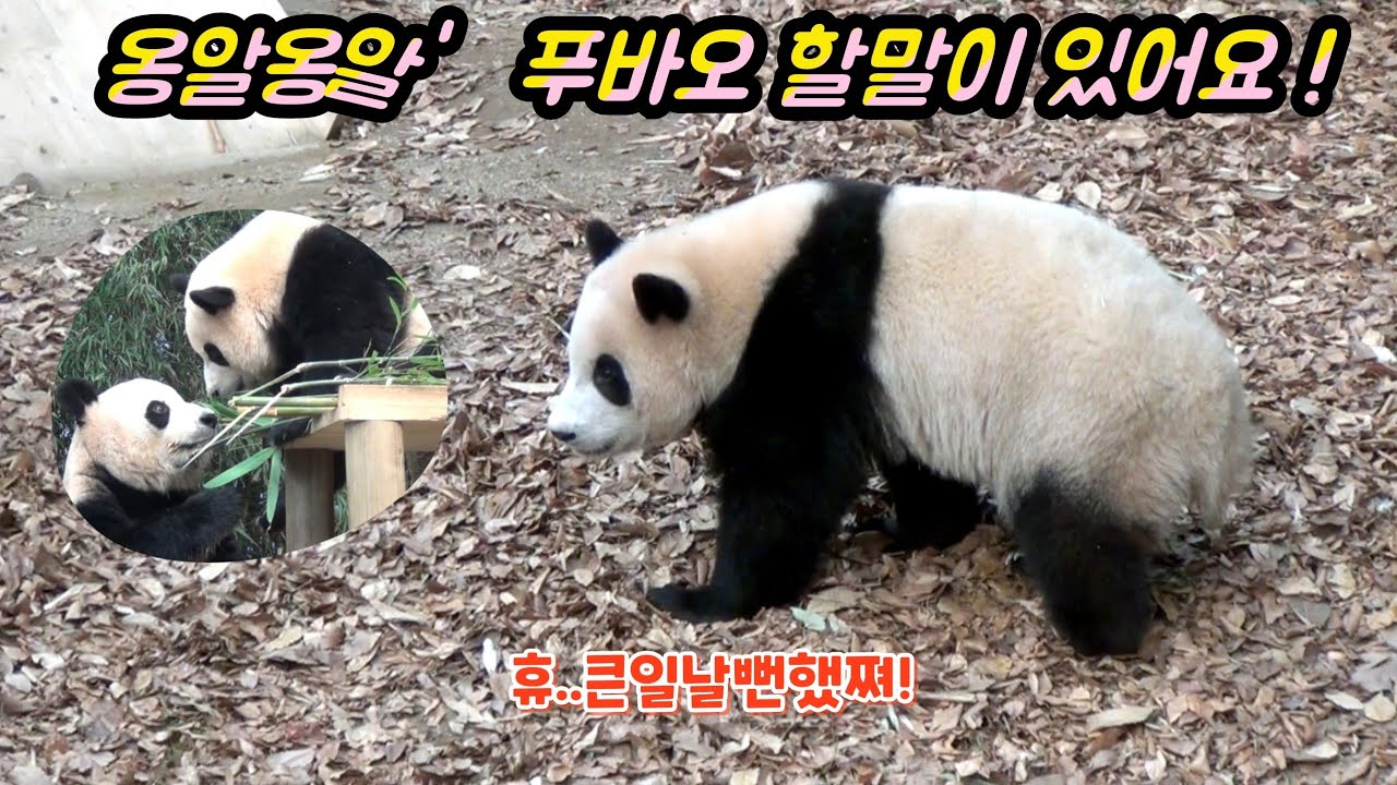 [푸덕이Cam] 잘듯말듯 떴다감았다 푸바오 무슨말이 하고 싶은거야? 갑자기 조기퇴근 후 푸장꾸로 컴백한 푸바오 & 