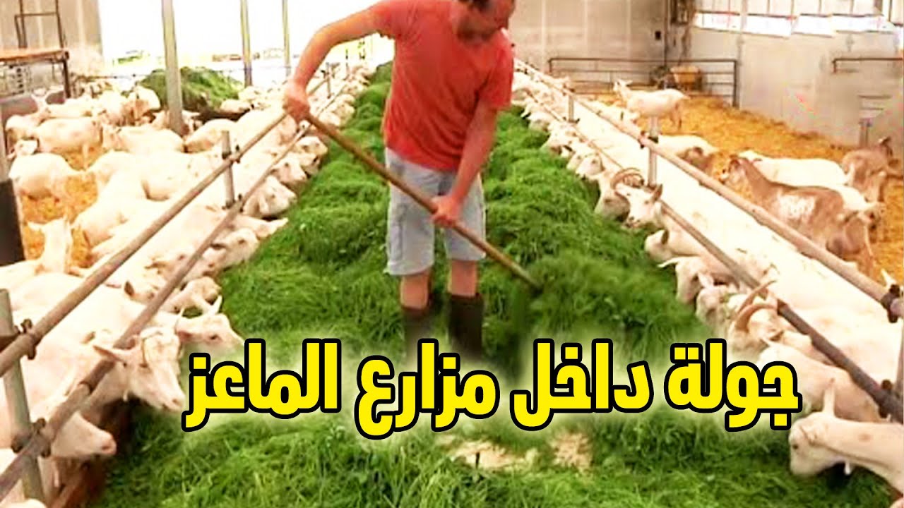 جولة في حظيرة الماعز الذكية - الات في منتهى الذكاء مدهشة حقاً!!