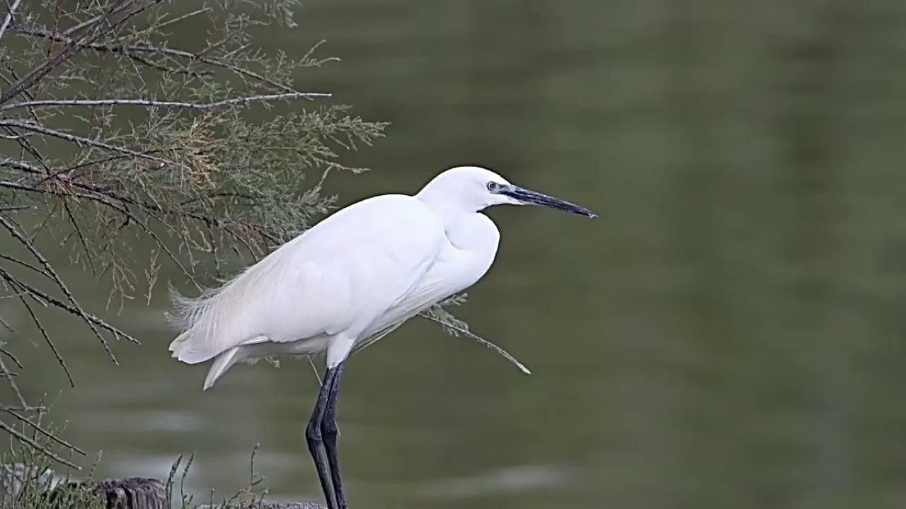 Little egret call
