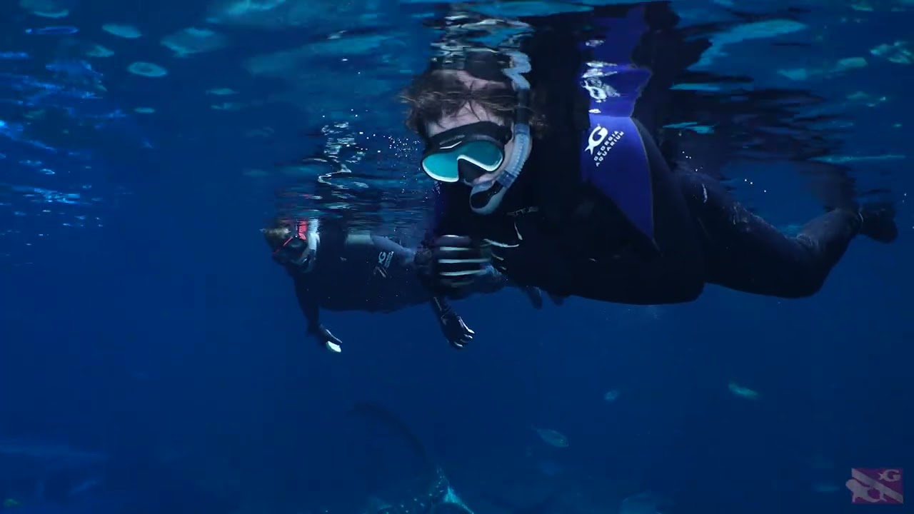Veterans Swim with Giants 🐠 | Georgia Aquarium Snorkel –11022025 #ScubaDiving #AdaptiveDiving