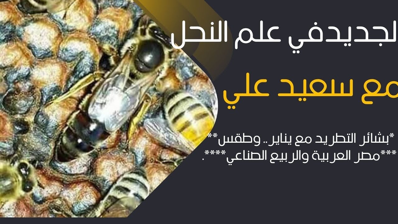 (بشائر التطريد مع يناير.. وطقس مصر العربية/(والربيع الصناعي)***