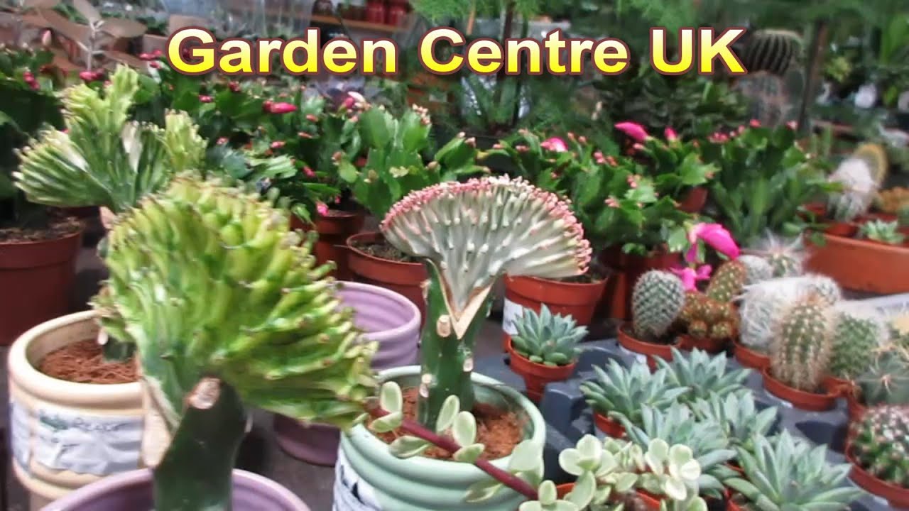 Garden Nursery | Garden Centre UK | House Plants | Part 3