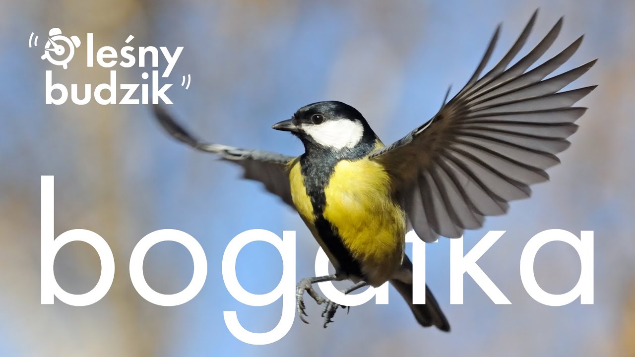 Lesny Budzik - Bogatka