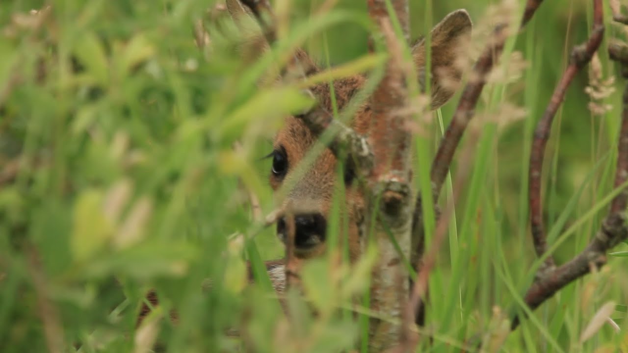 Vlog 24: Het Markiezaat