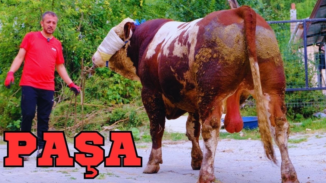 PAŞANIN SON DURUMU HAYVAN PAZARLIKLARI BAHÇE İŞLERİ