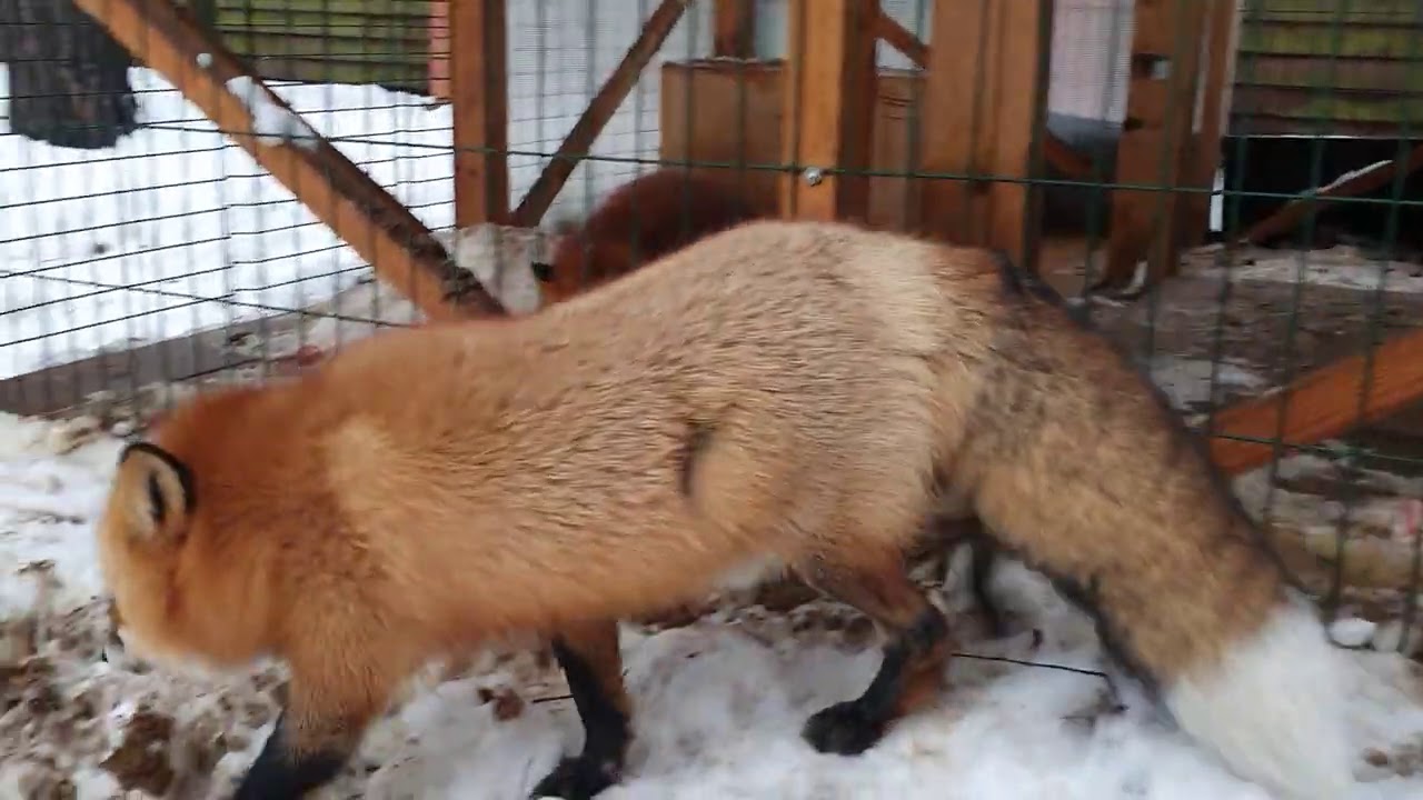 Алиса - лиса. Второй день знакомства с Арчи