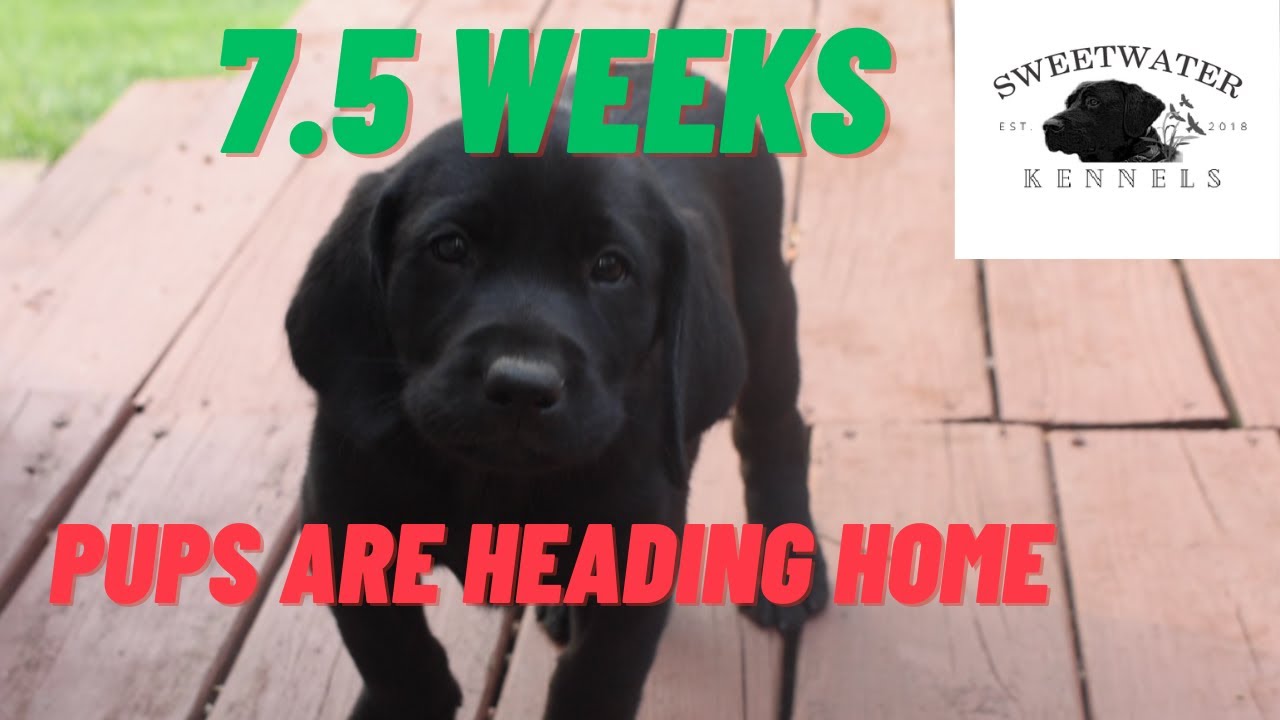 Puppies are going home!