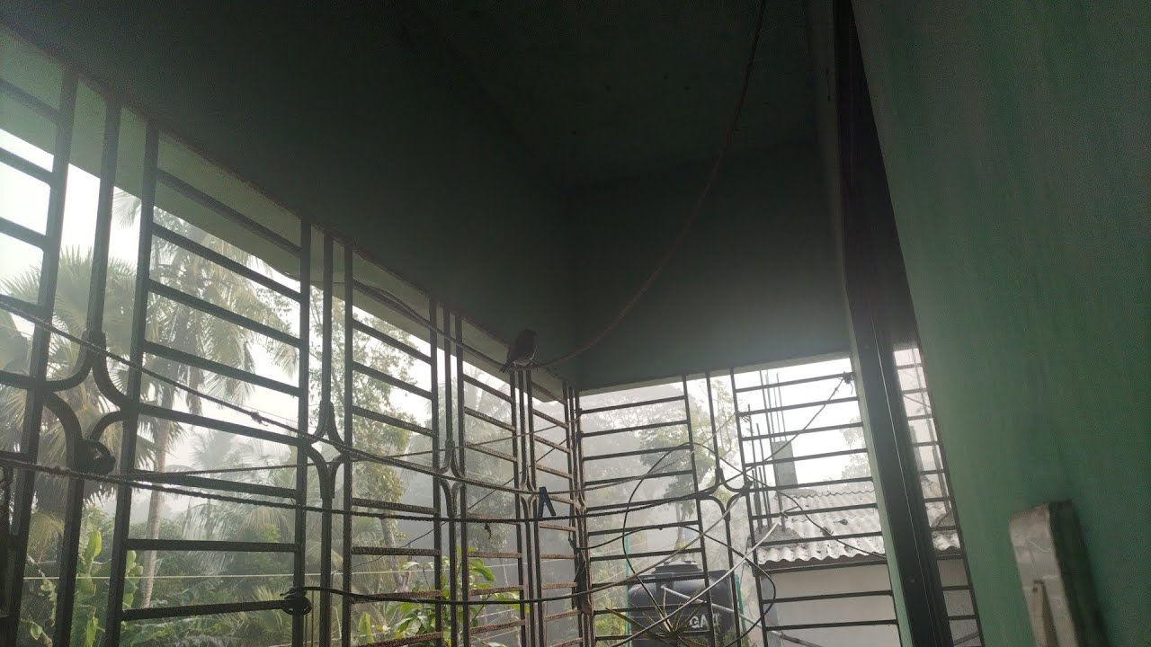 আজকের ভিডিওটা বারান্দার পাখি দিয়ে শুরু করলাম