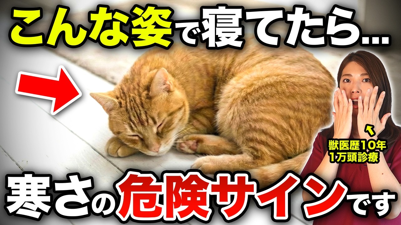 【冬の危険サイン】猫が“寒くて限界”のときに必ず見せるサイン5選