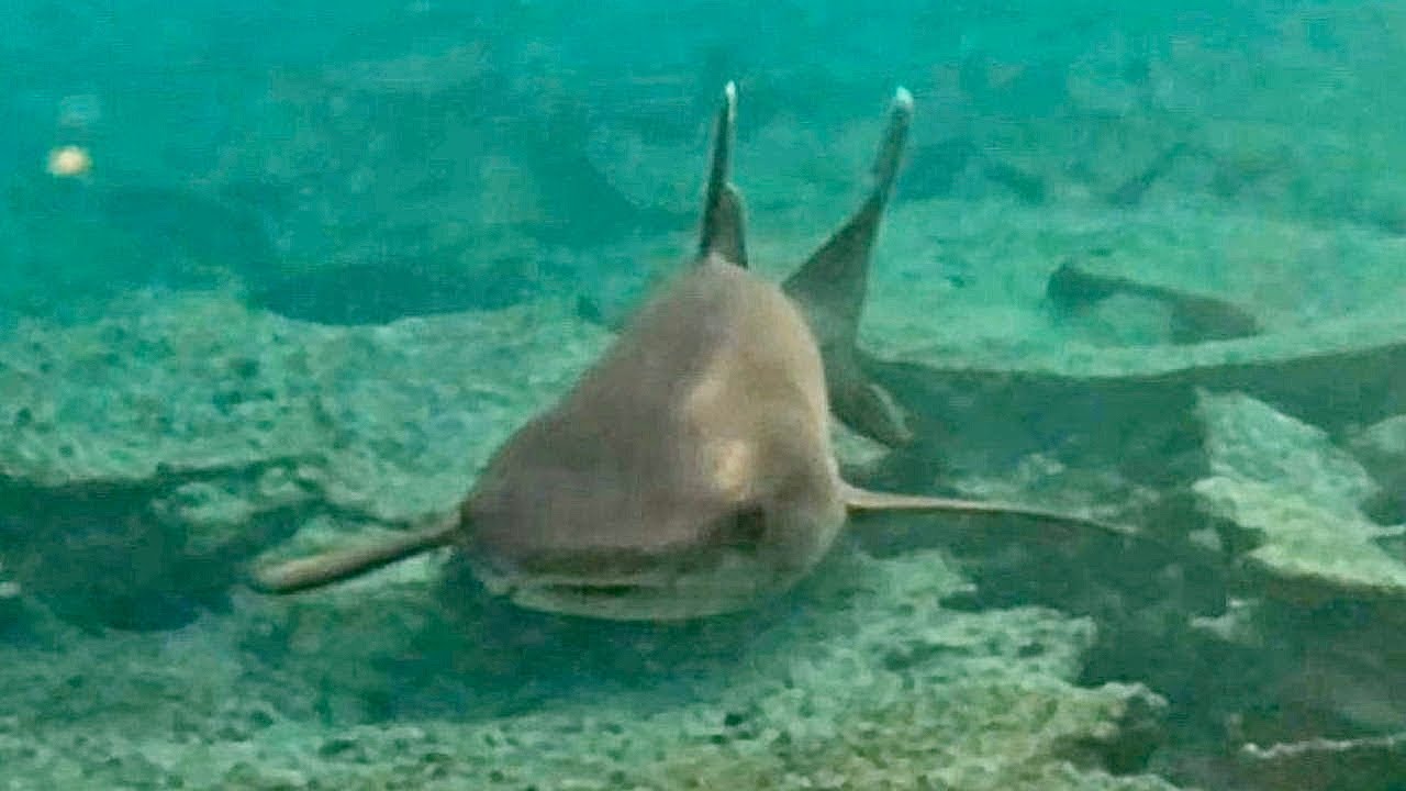 Ellaidhoo Sharks, Maldives 