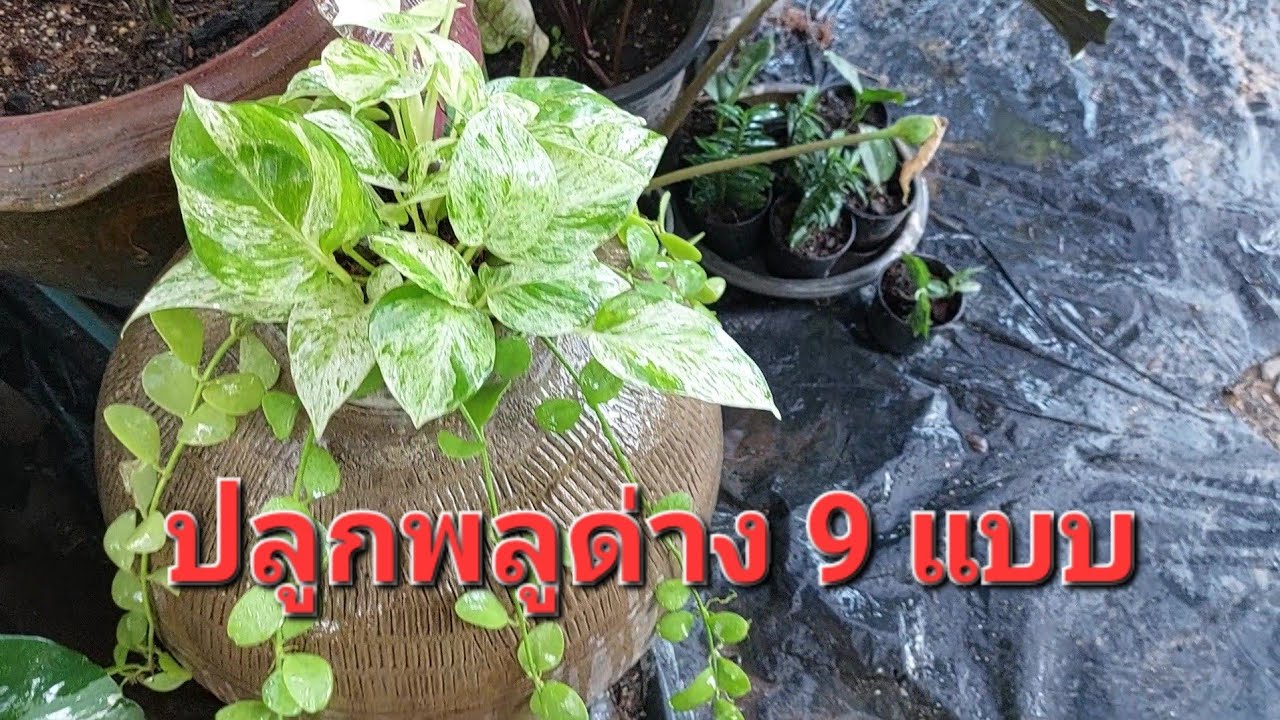 9 ไอเดียปลูกพลูด่างสวยไม่ซ้ำใคร สะดวกแบบใหนจัดตามได้เลยจ้า