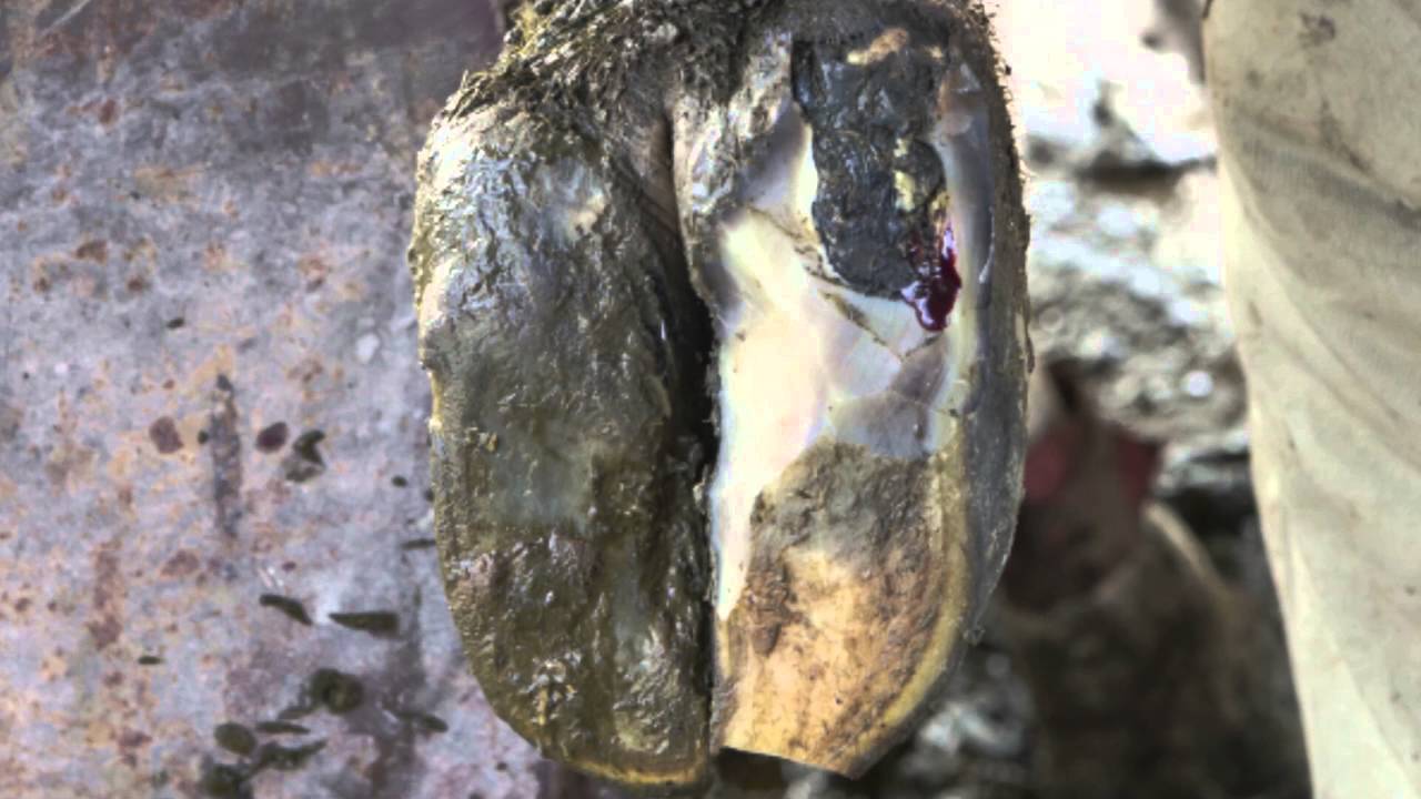 Principles of treating claw lesions