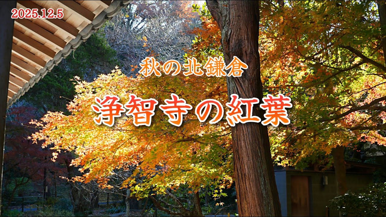 秋の北鎌倉｜🍁⠜浄智寺の紅葉 2025.12.5 (金)🍁⠜紅葉は見頃でとても綺麗です！