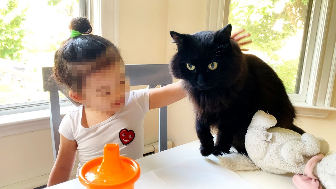 【しゃべる猫】子供に触られてビビって地に足がつかない猫【しおちゃん】