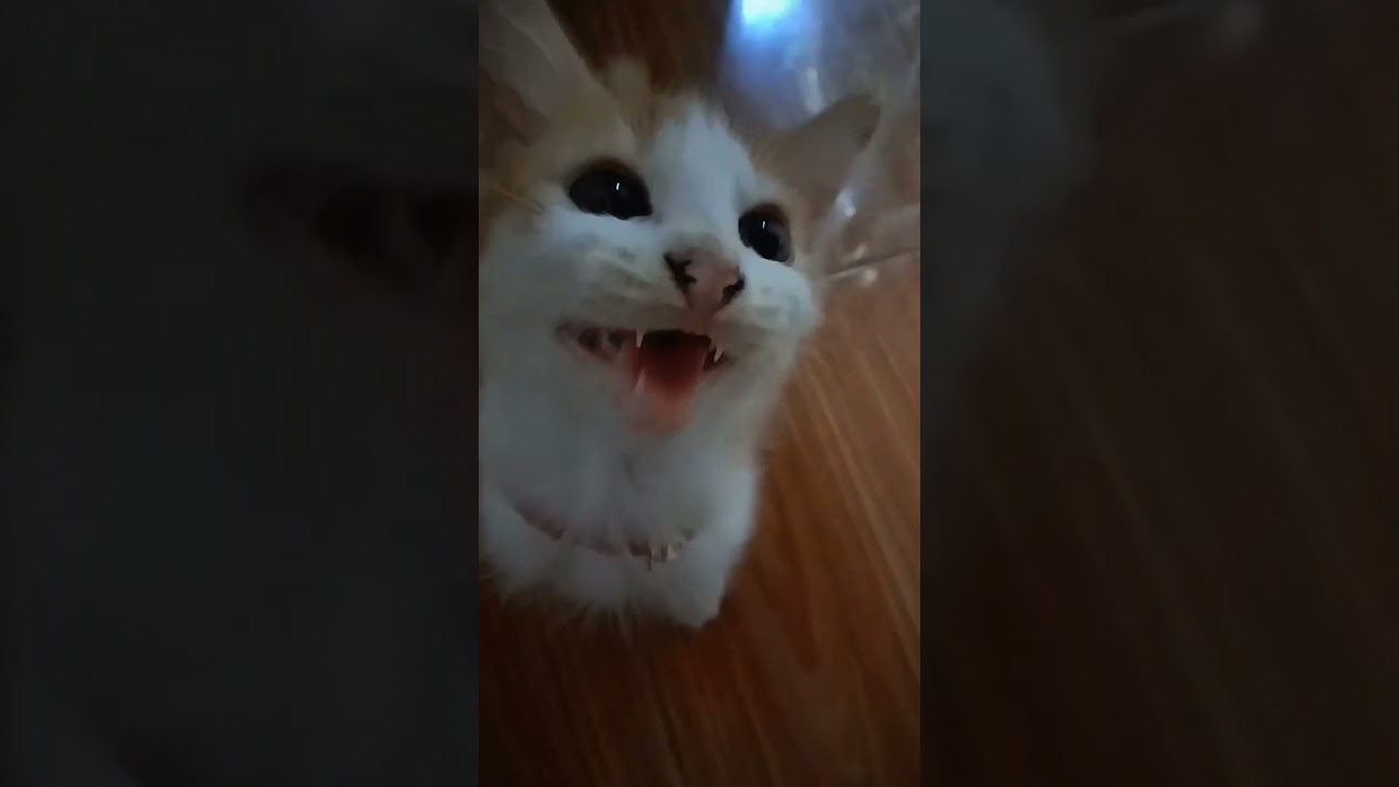 day 16 #iloveyou #cat #kitty #funny #cute #catshorts #adopsi #imut #kitten #fyp #catlovers #cutecat