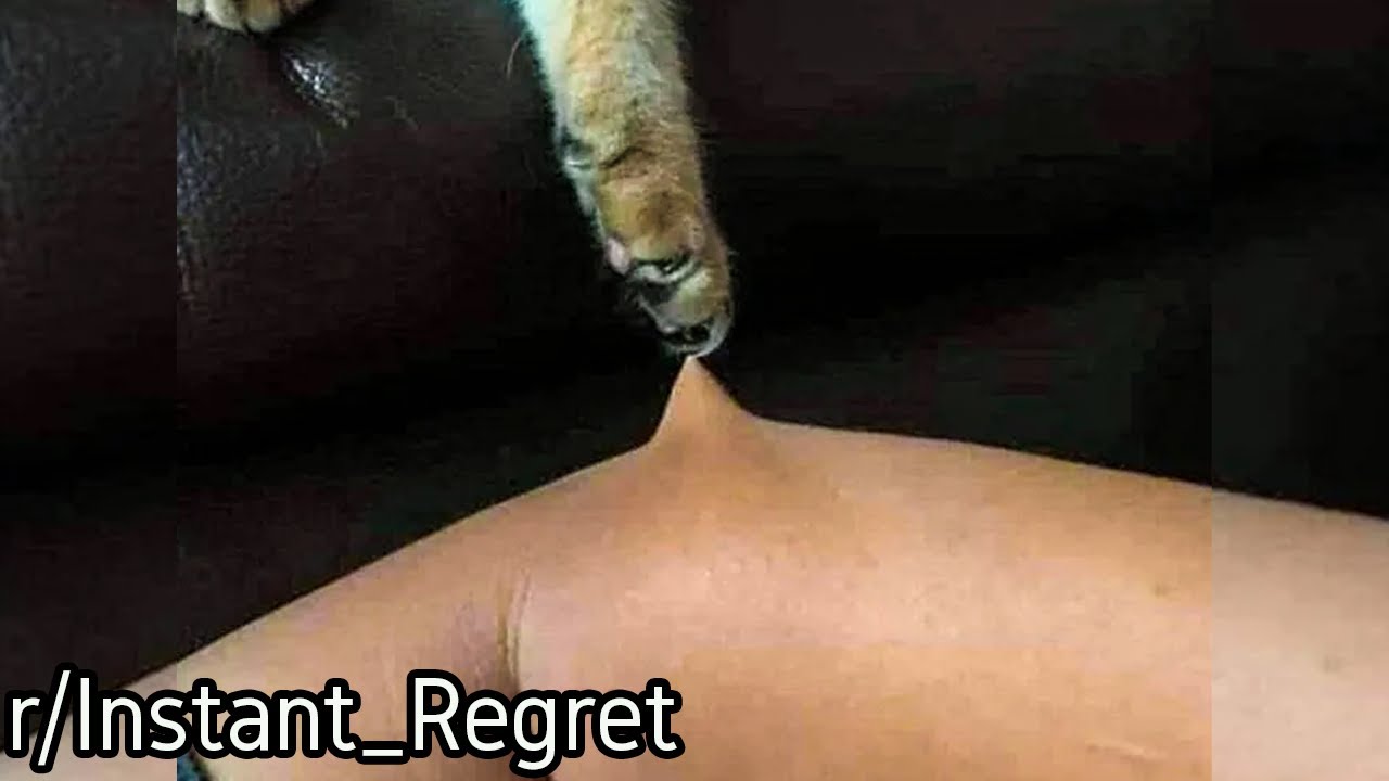 r/Instant_Regret | Getting a cat...