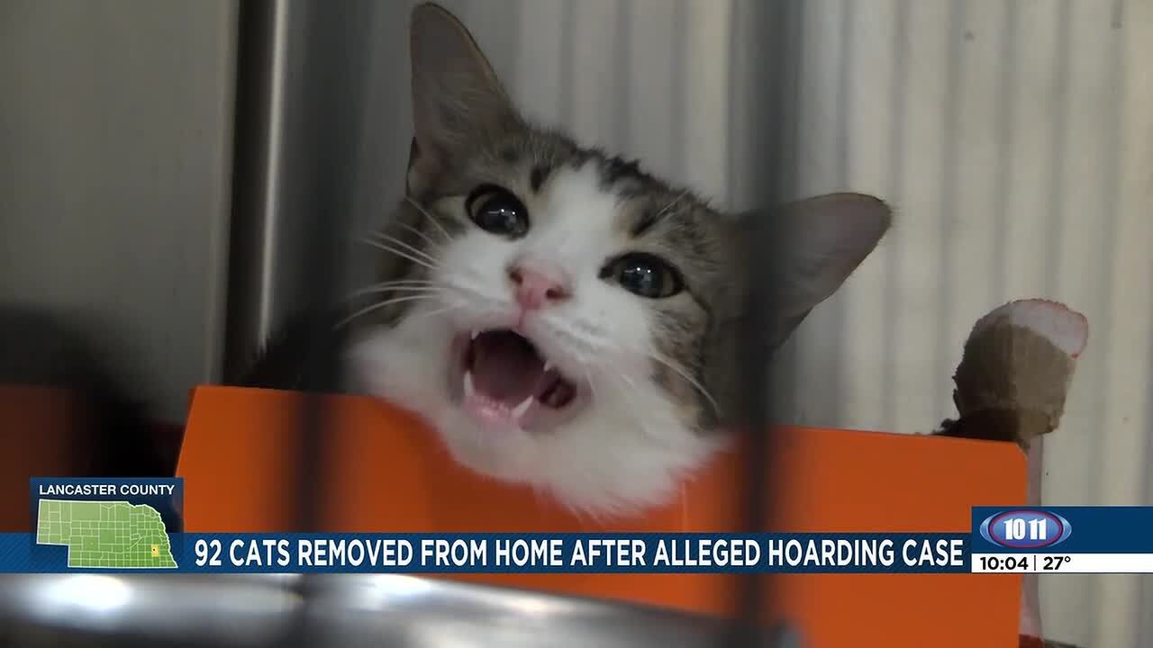 92 cats rescued from Lincoln hoarding situation now in Capital Humane Society care