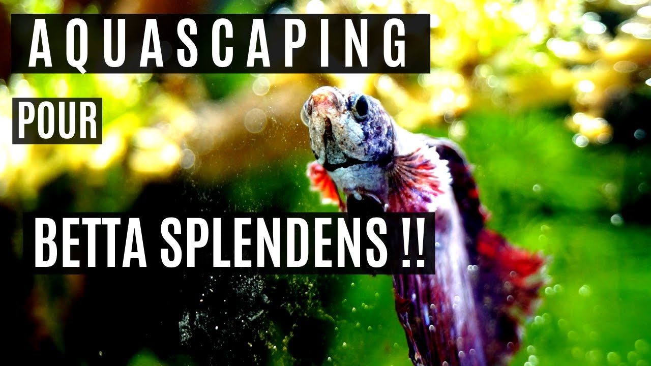 MON NANO AQUASCAPING POUR BETTA SPLENDENS !!-AQUAWORLD
