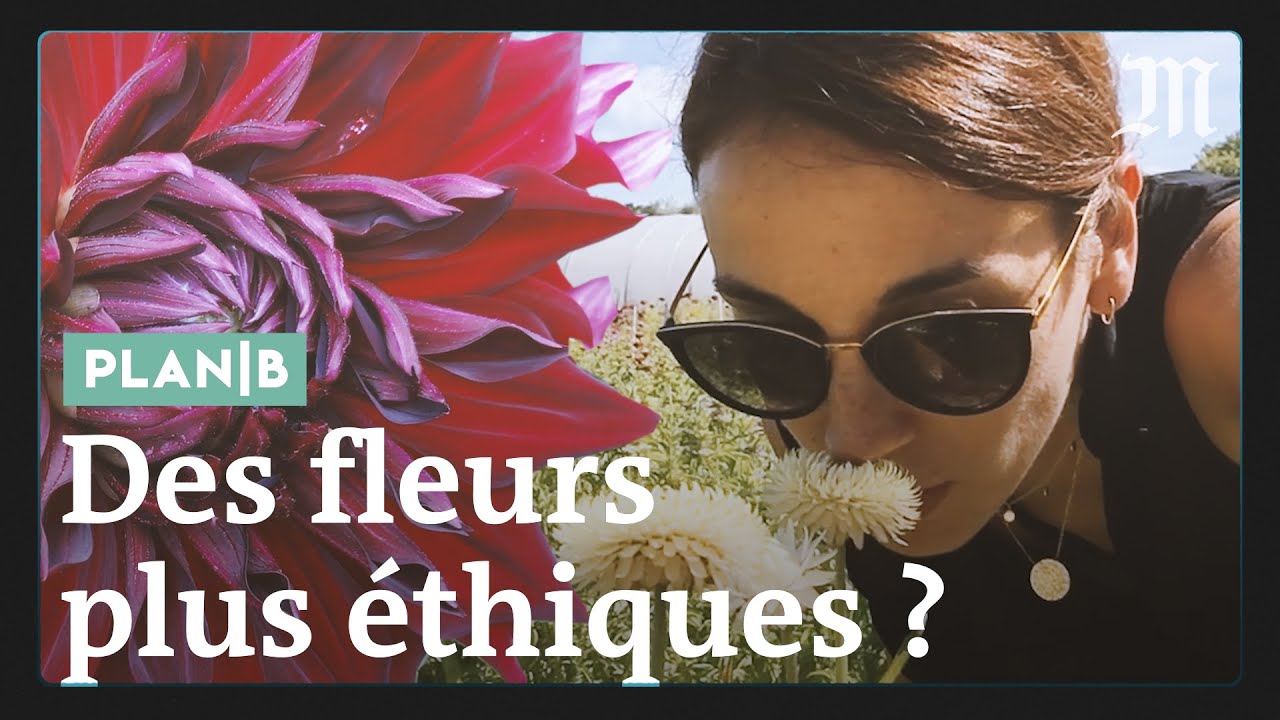 Pourquoi les roses de la Saint-Valentin sont un cadeau empoisonné #PlanB
