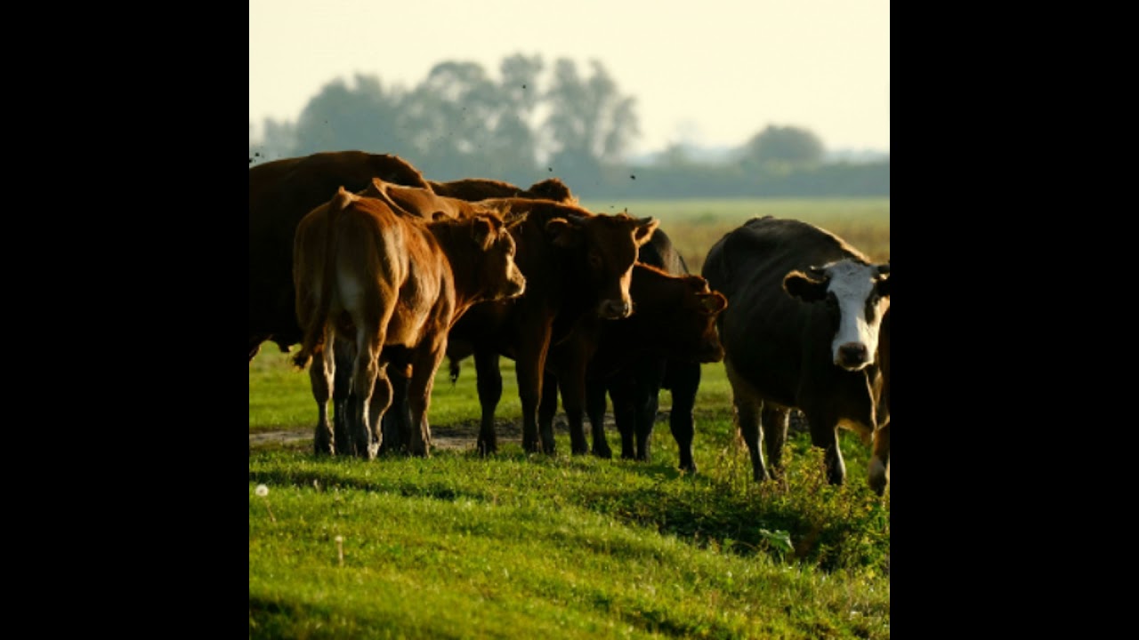 Farm Succession Becoming A Major Issue For Irish Farmers