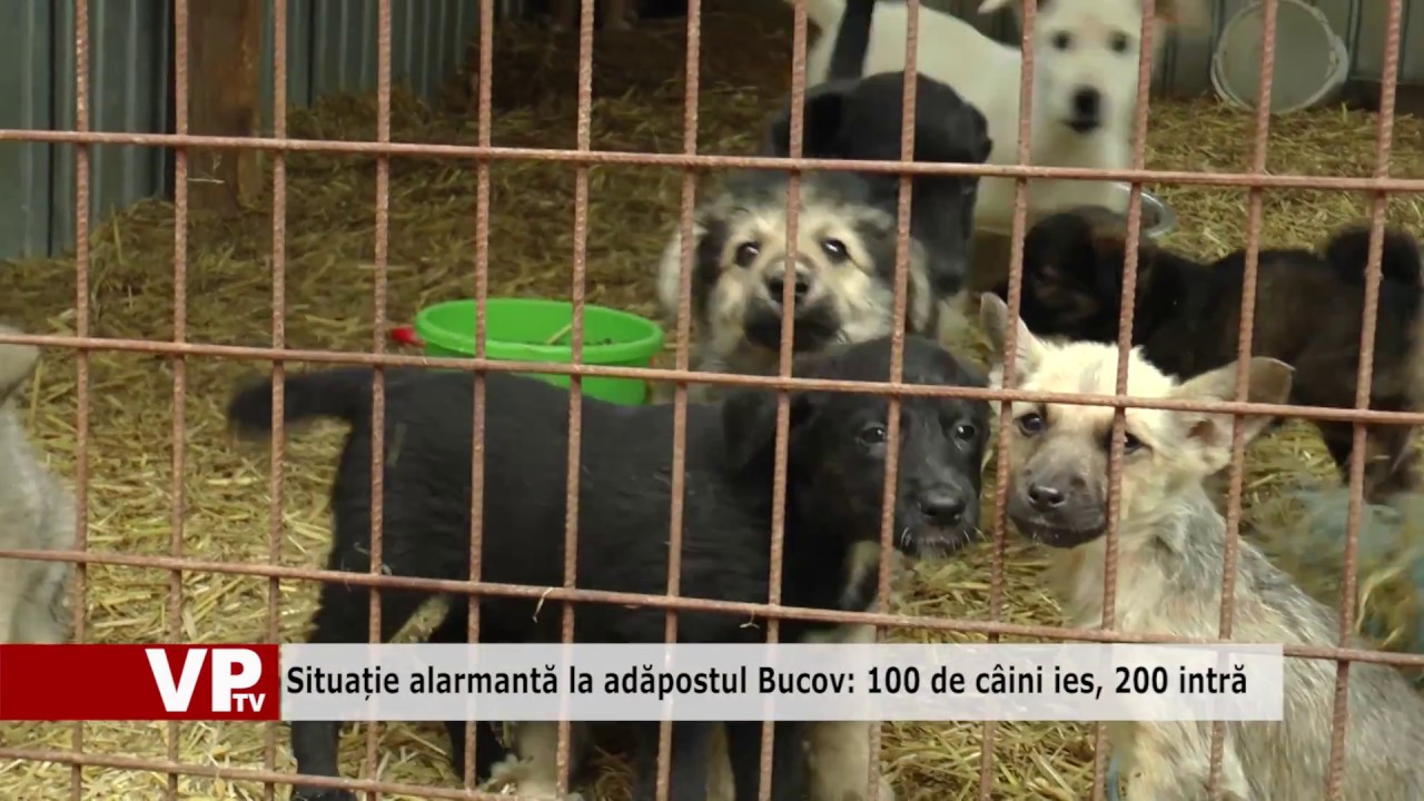 Situație alarmantă la adăpostul Bucov 100 de câini ies, 200 intră