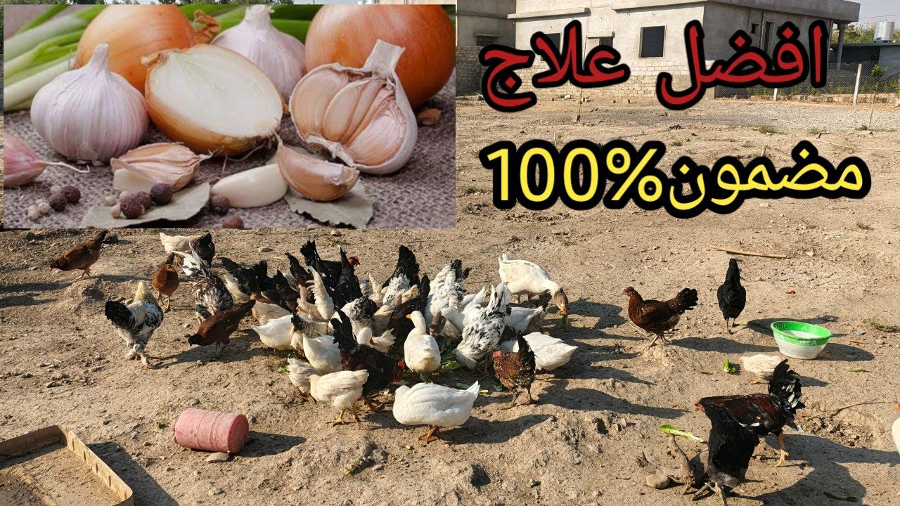 افضل علاج للدجاج 🐔للتنفسية والنشلة والنيوكاسيل طريقه مضمونه 💯👌🏻