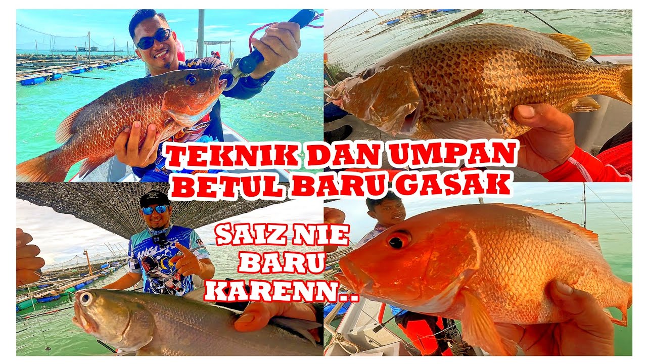 JENAHAK MENGAMUK, MANCING SANGKAR KUALA GULA, PERAK