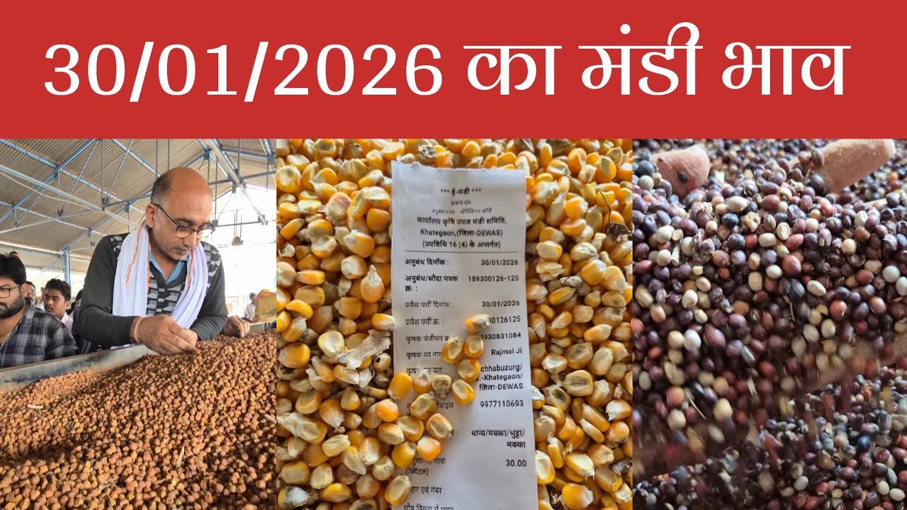 30/01/2026, कृषि उपज मंडी, खातेगांव, जिला-देवास, मध्यप्रदेश।