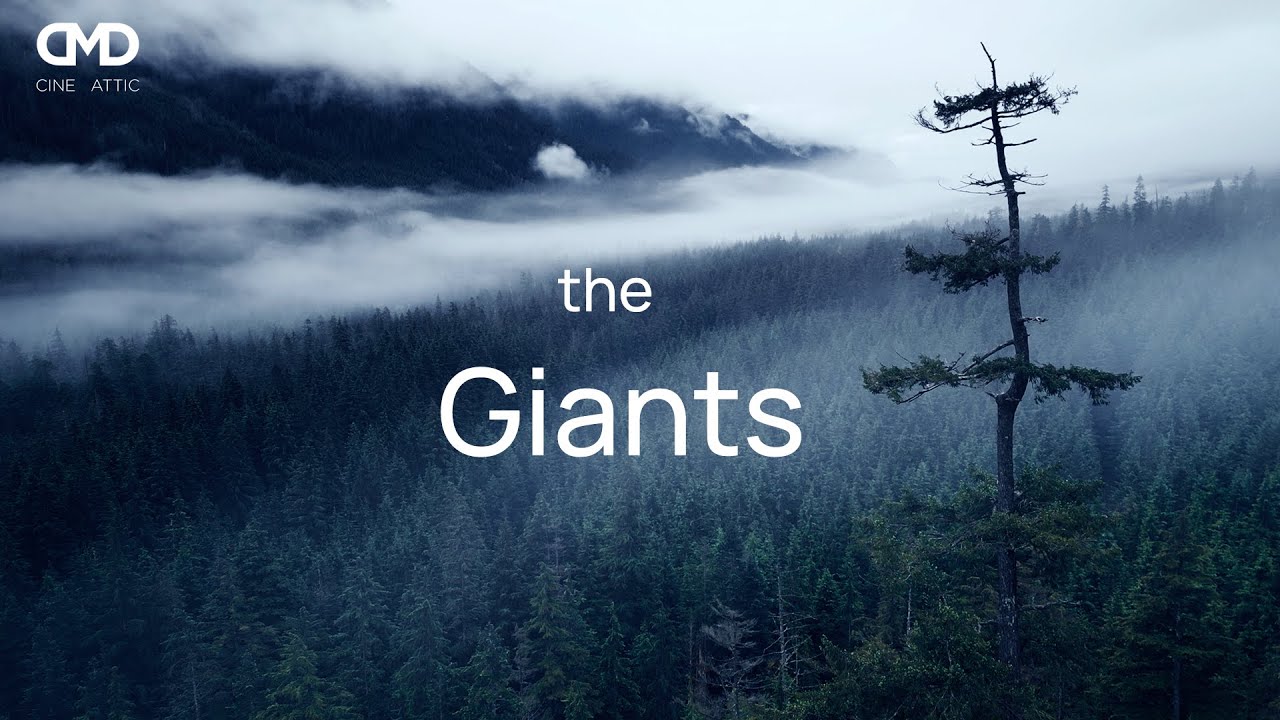 The Giants | the West Coast rainforest | BC Canada
