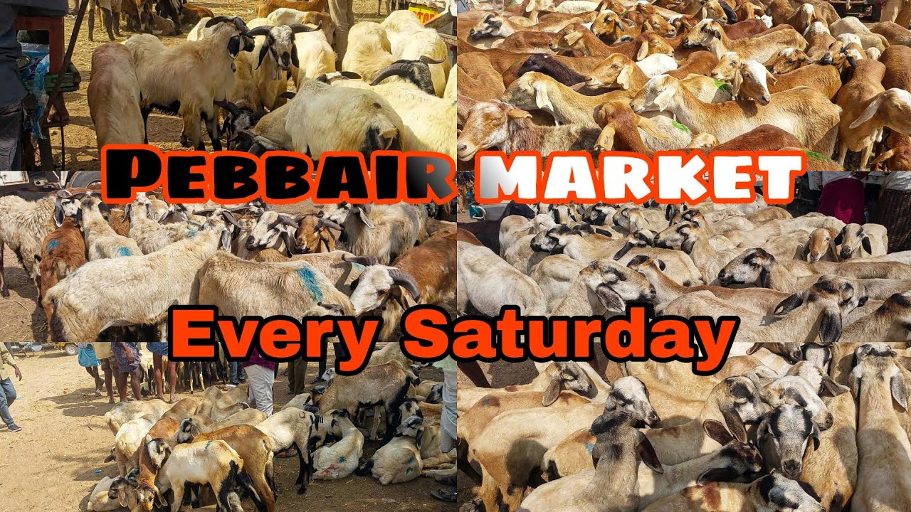 Every Saturday, Pebbair market | biggest Bakra Mandi | in Telangana | multiple breeds of sheep's