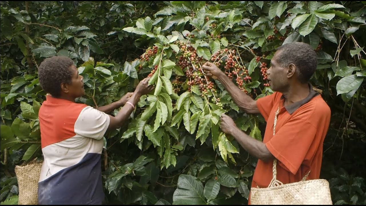 Episode 11 Talemaot Akrikalja  - Coffee