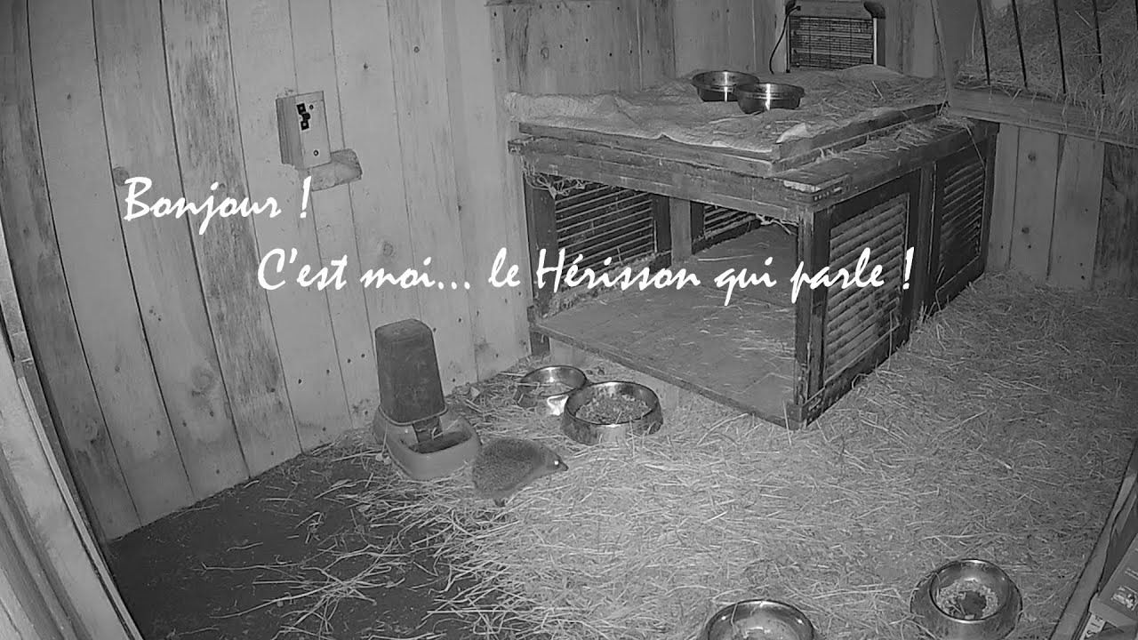 Le HÉRISSON qui parle... et qui va vous faire partager un peu de ses aventures d'une nuit.