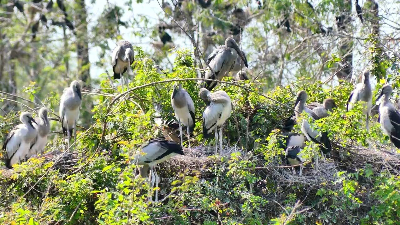 Mystery Of Bird Life Living at Flooded Forest  In The Beautiful World  the 00185