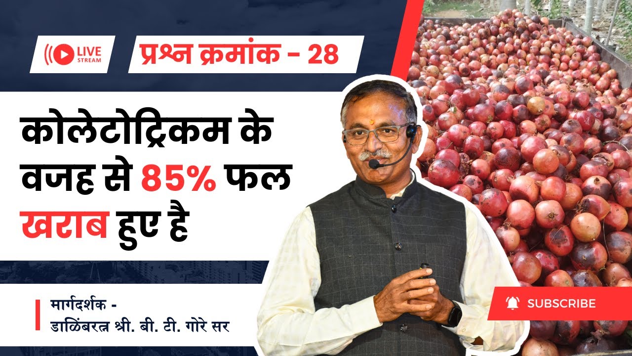 प्रश्न क्रमांक 28 - कोलेटोट्रिकम के वजह से 85% फल खराब हुए है? @BTGore