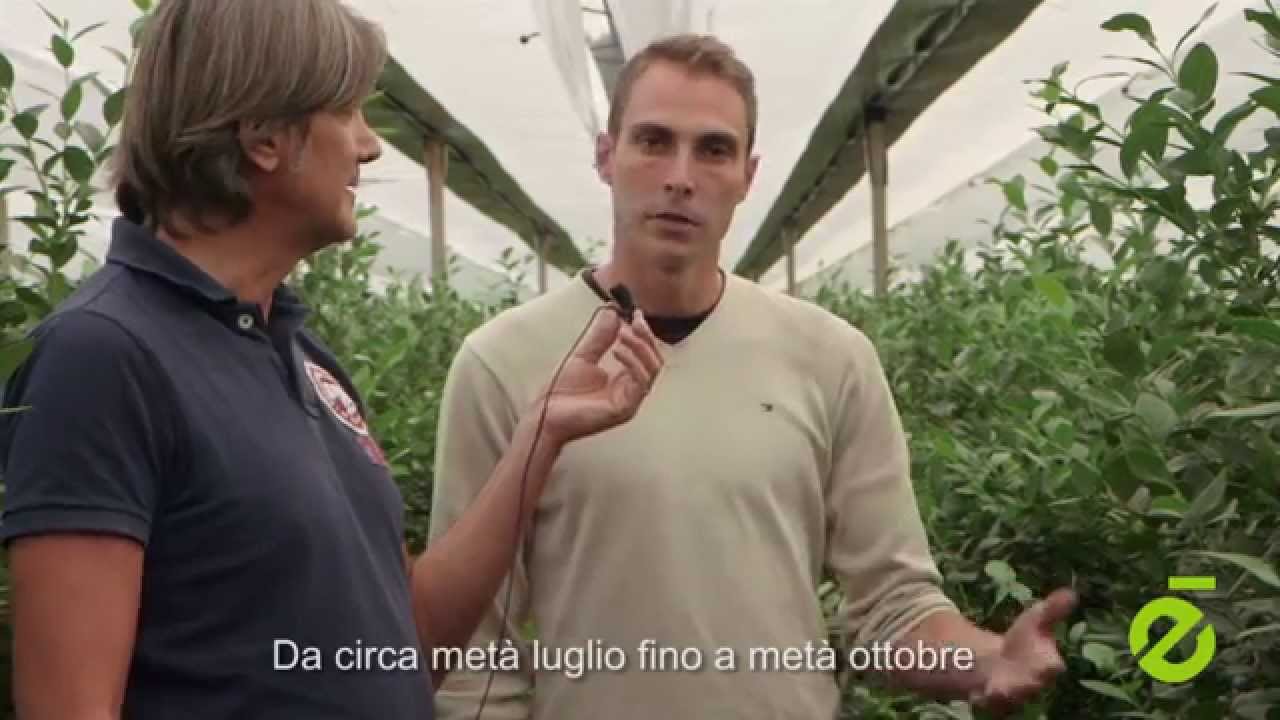 Markus Unger Blueberries in Austria