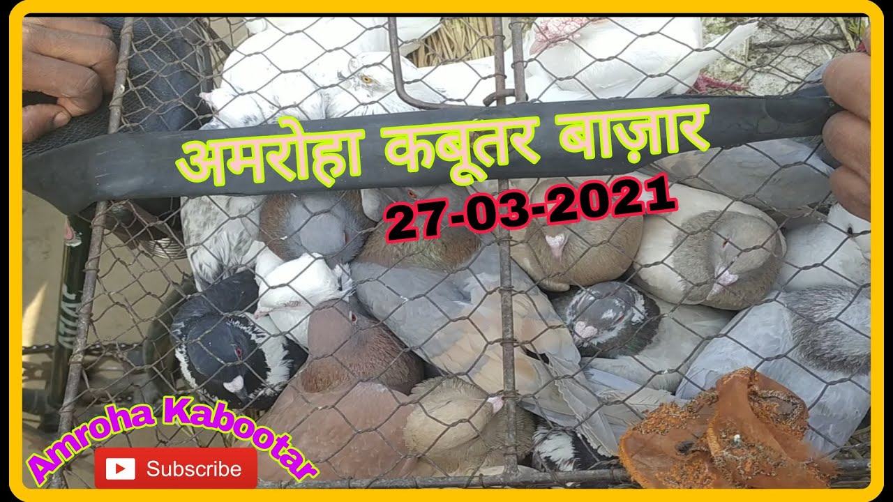 Kabootar market Amroha 27-03-2021. Gola kabootar market. अमरोहा कबूतर बाज़ार।