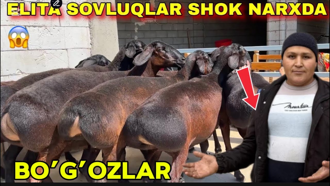 NAQ BÕG’OZLAR KELDI DONIYORBEK ARZONCHIGA SHOSHLING 