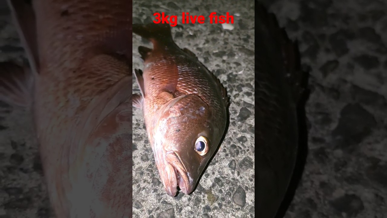#viral #trending | 3kg live fish caught in Konkan Maharashtra | #youtube