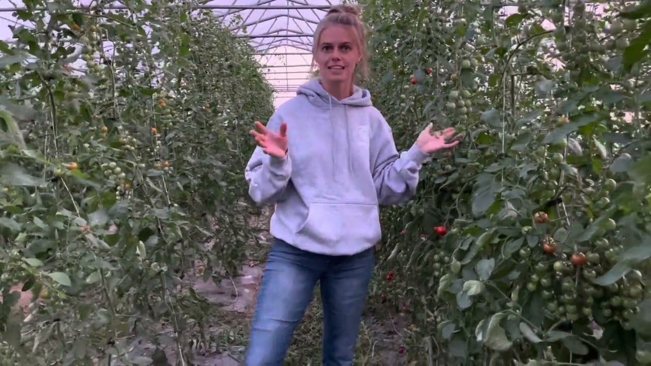 High tunnel TOMATOES 🍅 how and why at Moon Valley!