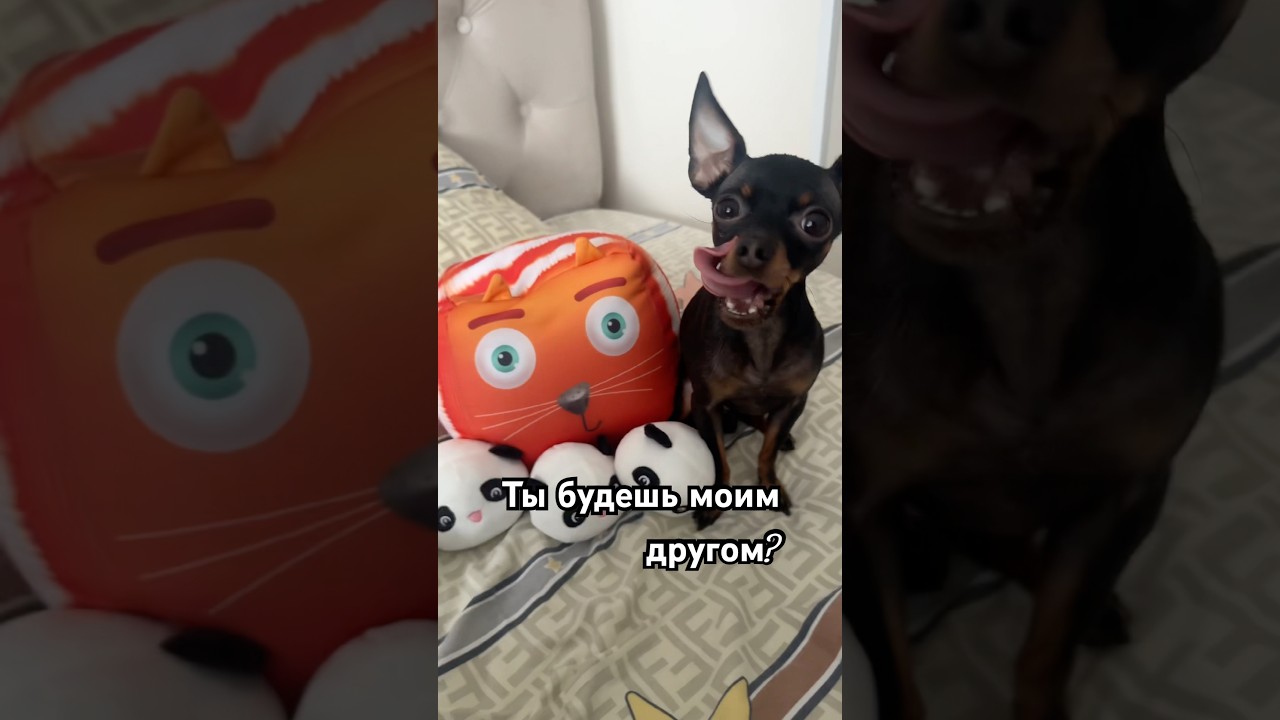 Ты будешь моим другом? #собака #суперсобака #тойграф