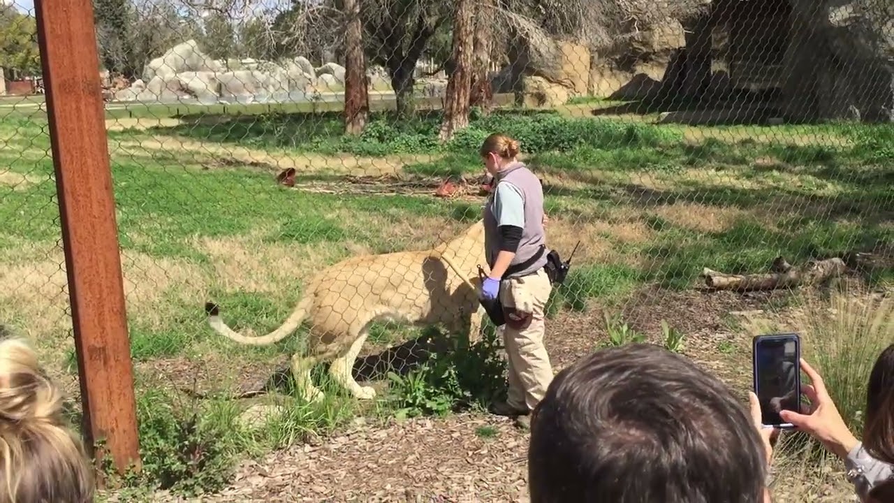 Lion Feeding & Training Session - Fresno-Chaffee Zoo