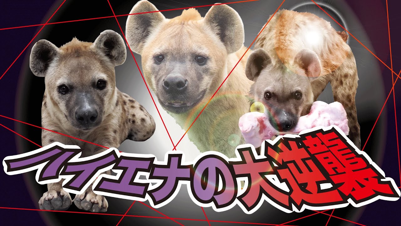 ハイエナの大逆襲【千葉市動物公園公式】