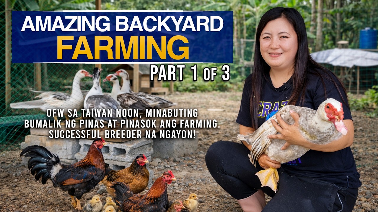 AMAZING BACKYARD FARMING: OFW NOON, SUCCESSFUL RARE MUSCOVY DUCKS AT DARAG CHICKEN BREEDER NA NGAYON