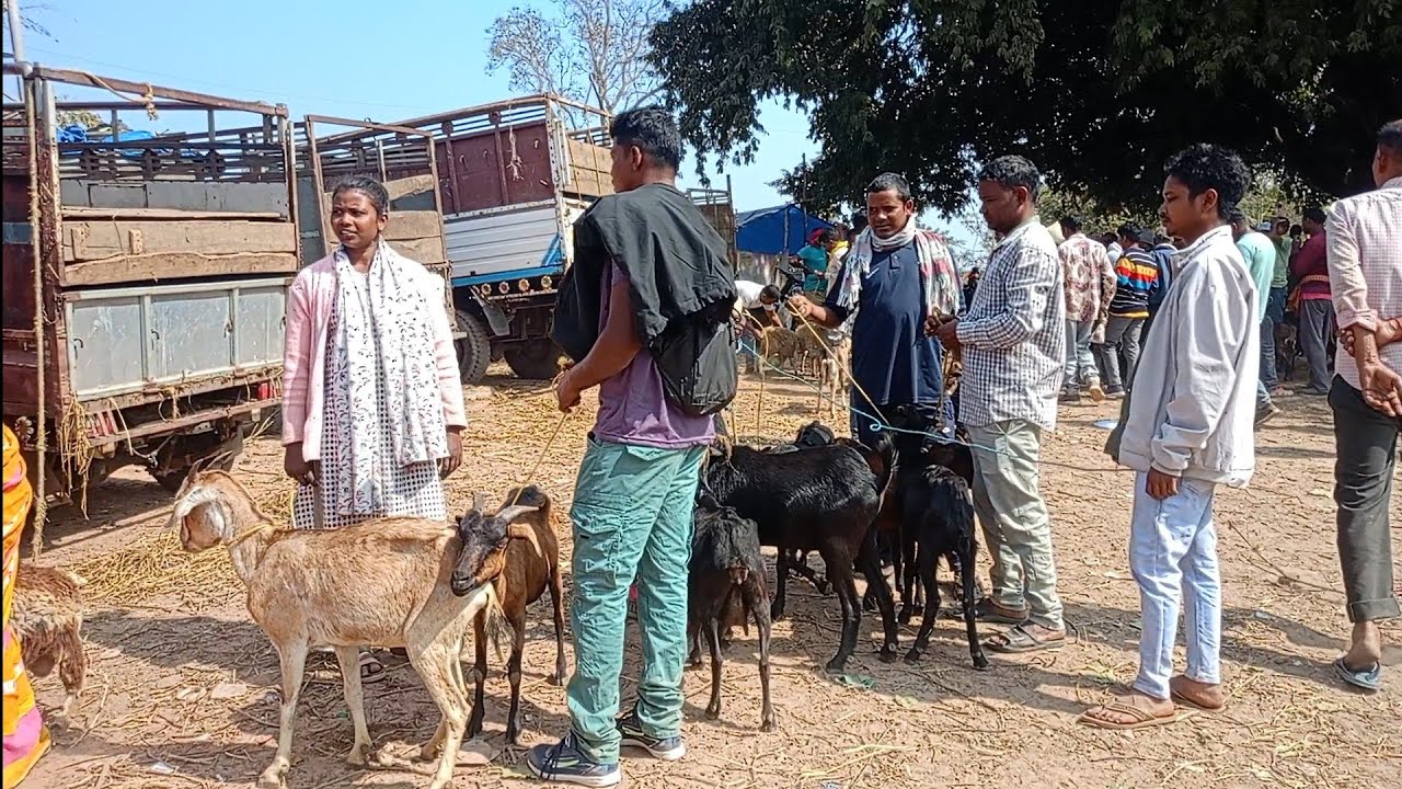 बेपारी को सुमेंग दबदबा || हाटगम्हरिया बाजार षिरजोन टीम का निरीक्षण 