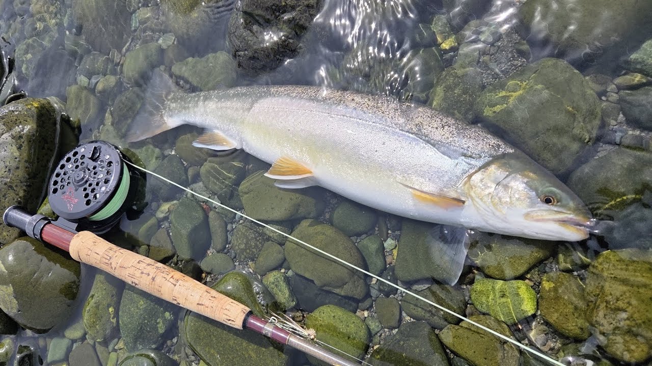 降海型オショロコマ(Searun Dolly Verden)狙ってみた 2025
