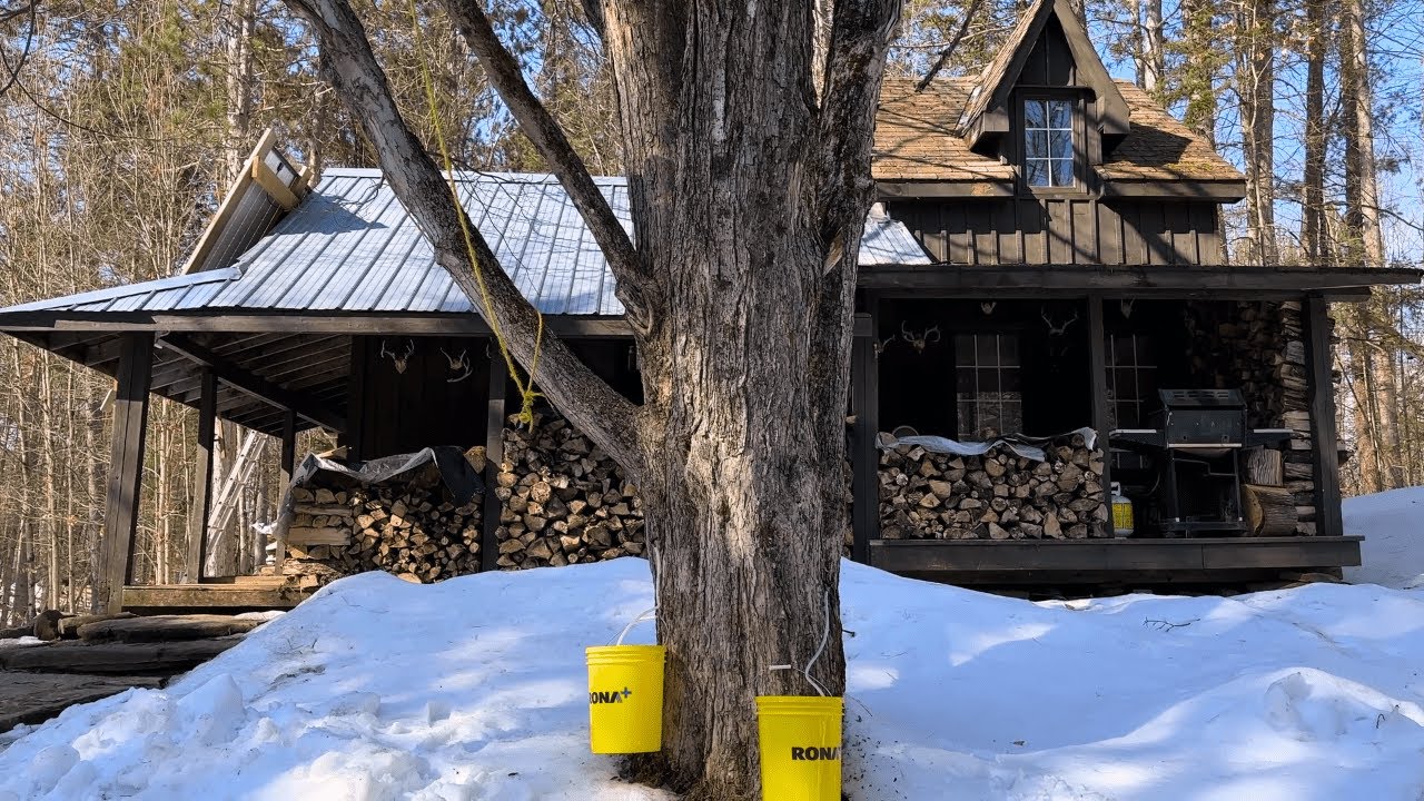 Maple Syrup Season At The Off Grid Cabin!