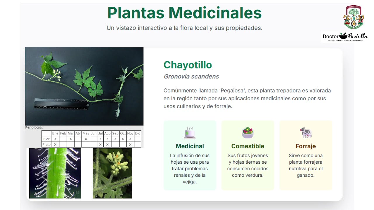 El Chayotillo