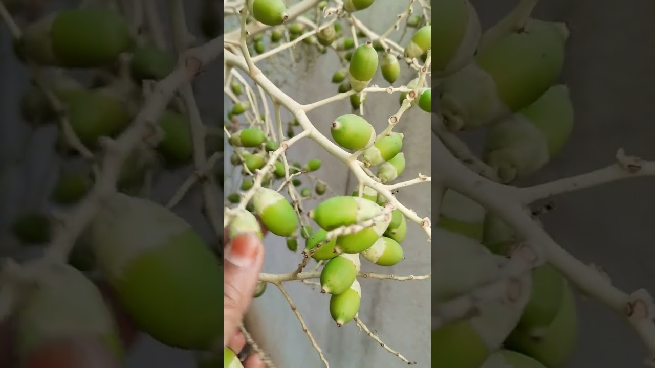 Green dates palm tree # nice growth 🍒🍒🍒