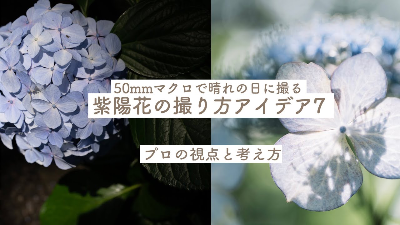 プロの視点と考え方・50mmマクロで紫陽花を撮るアイデア7【Pモード】