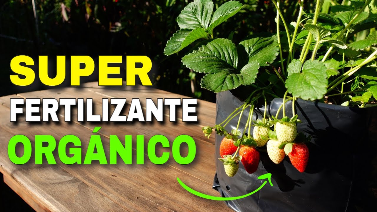 🍓Triple Fertilización de Fresas en Primavera🌸